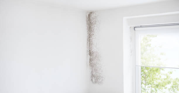 Why You Should Choose Our Mold Remediation Services in South Whitley, IN